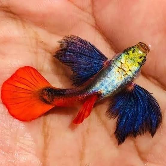 Platinum Dumbo Ear Guppy ( per pair ) - Detail View